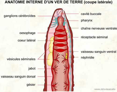 Anatomie interne d'un ver de terre (coupe latérale)